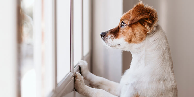 dog at window